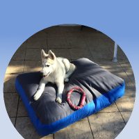 Kutyafekhely/pléd
