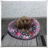 Kerek kutyafekhely, kutyaágy /75 cm pink tappancs mintás